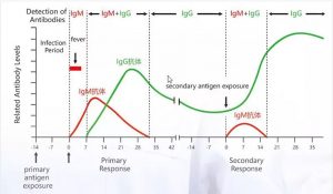 Changes in Antibodies Levels