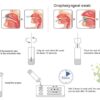 Test combinado Synthgene SARS-CoV-2 + Flu A + Flu B + RSV