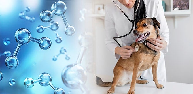 Beneficios del baño para mascotas con agua ozonizada
